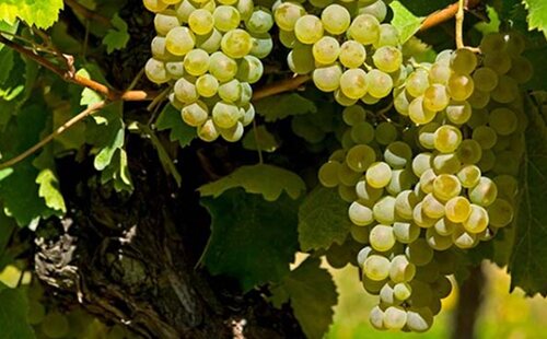 Ripe Chenin Blanc grapes on the vine